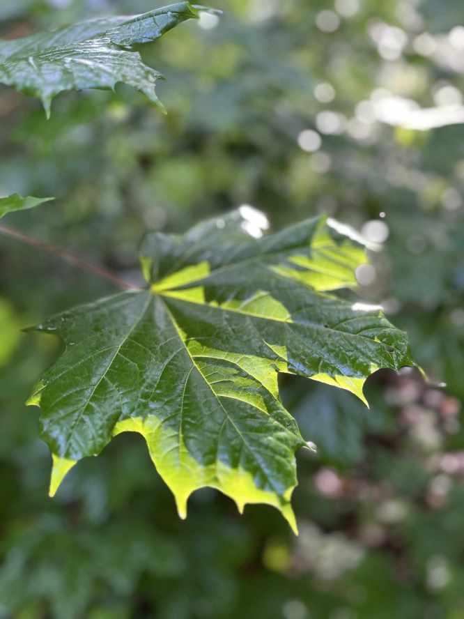 Grünes Ahornblatt am Baum im Sonnenlicht, Copyright Christina Müller